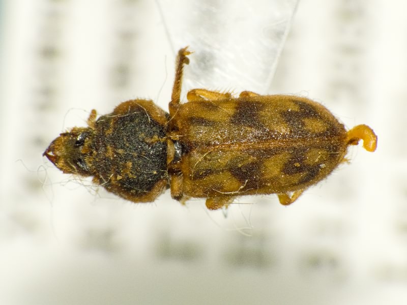 Heterocerus parallelus Gebler, 1830